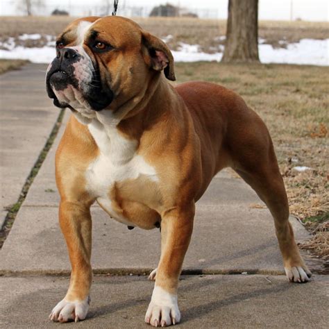 hermes bulldogge history|wheelers olde english bulldogges.